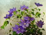 Clematis (with silver leaf)