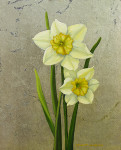 Daffodil Couple