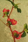 Quince Branch