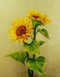 Sunflowers on Gold