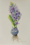 Hyacinth, Hyacinthus orientalis