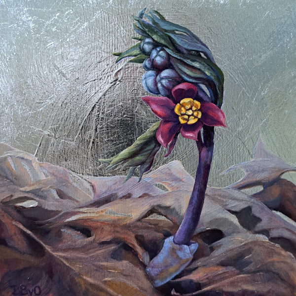 Blue Cohosh in Early Spring