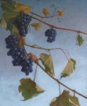 Grape Vines, Misty Morning