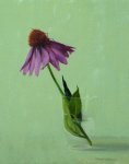 Cone Flower with Dady Longlegs