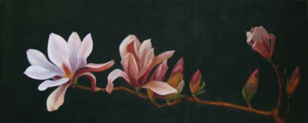 Magnolia Unfolding