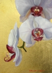 Orchid