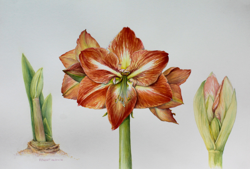 Amaryllis Life Stages