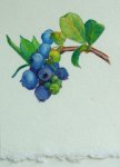 Blueberries