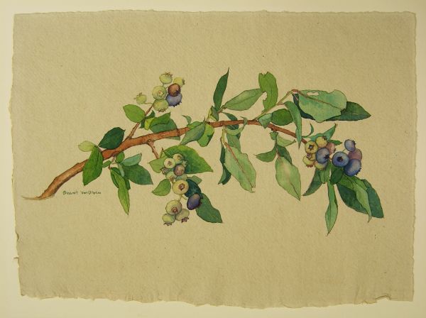 Blueberry Branch