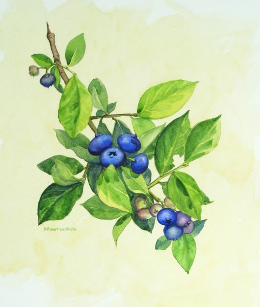 Blueberry Branch