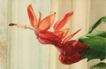 Christmas Cactus