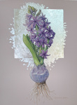 Dutch Hyacinth
