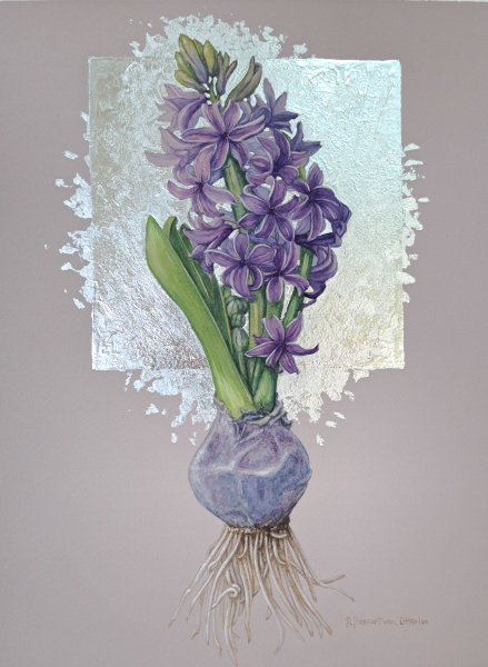 Dutch Hyacinth