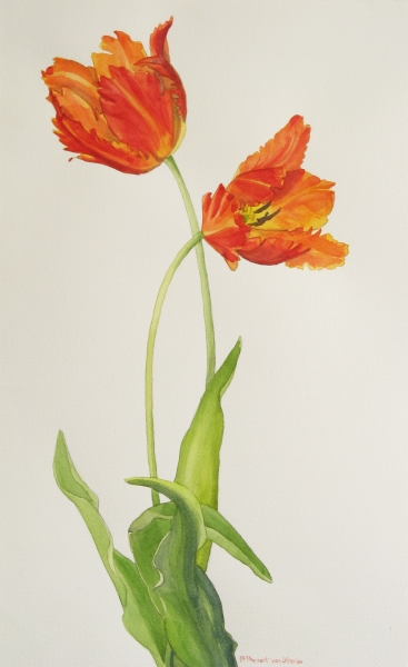 Fire Tulips