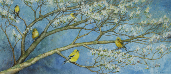 Goldfinch on Serviceberry Branches