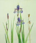 Iris Life Stages
