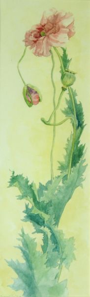 Opium Poppy