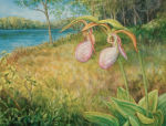 Pink Lady Slippers, Cypripedium acaule