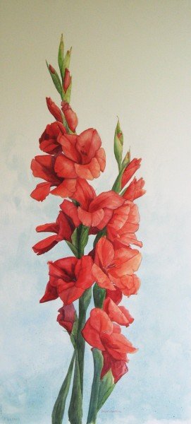 Red Gladioli