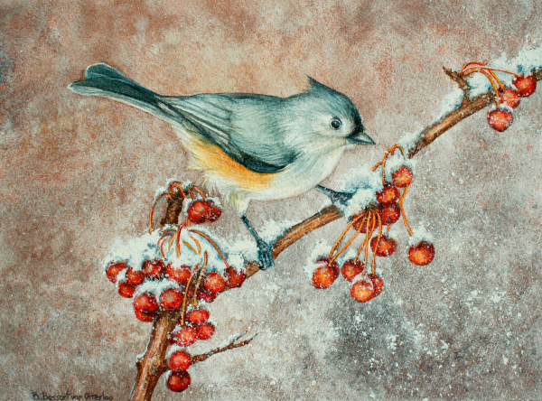 Tufted Titmouse on Hawthorn