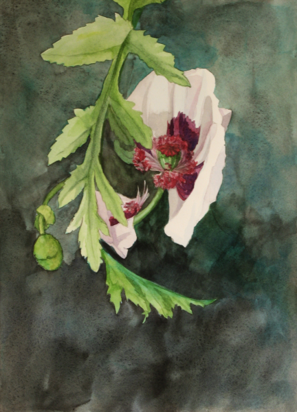 White Poppy