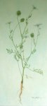 Wild Carrot
